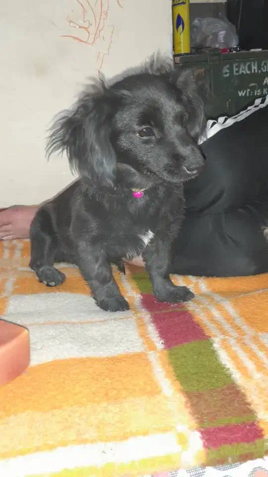 سگ اشپیتز|سگ|لواسان, |دیوار