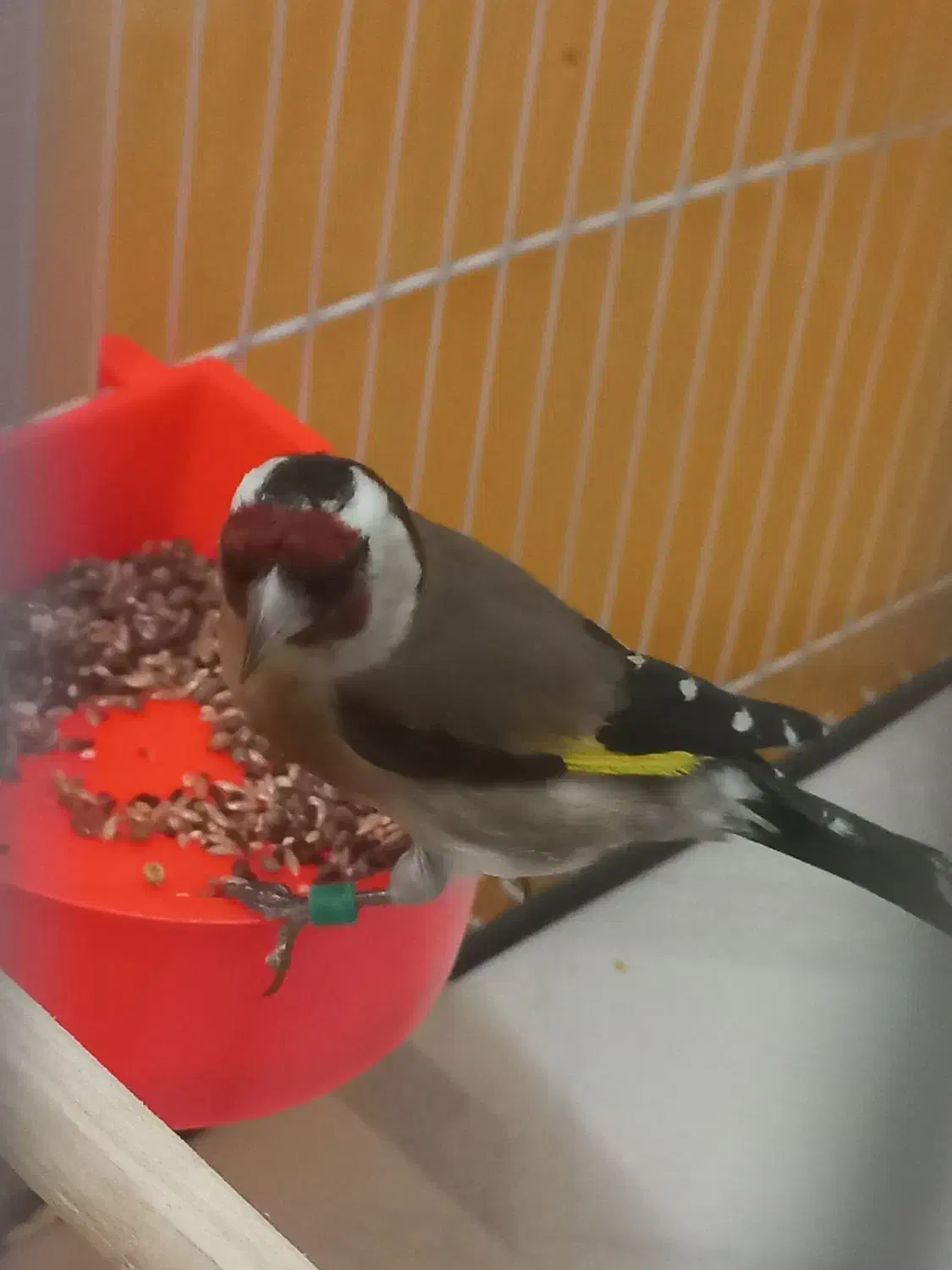 سهره نر عطیفه رخ اروپایط|پرنده|مشهد, طلاب|دیوار