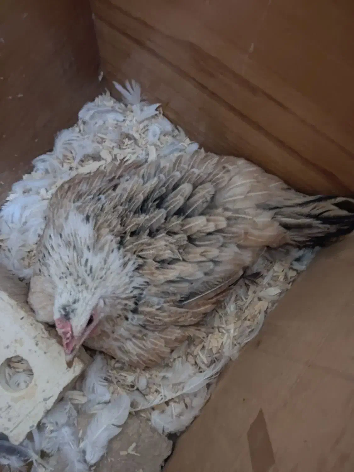 مرغ کرک|حیوانات مزرعه|شیراز, کوشک میدان|دیوار