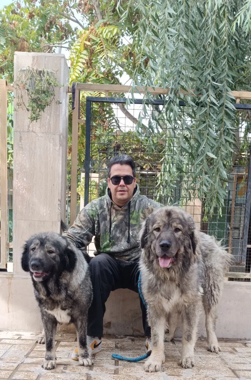 سگ قفقازی غولپیکر اصیل سگ آلابای روس|سگ|کرج, گلشهر|دیوار