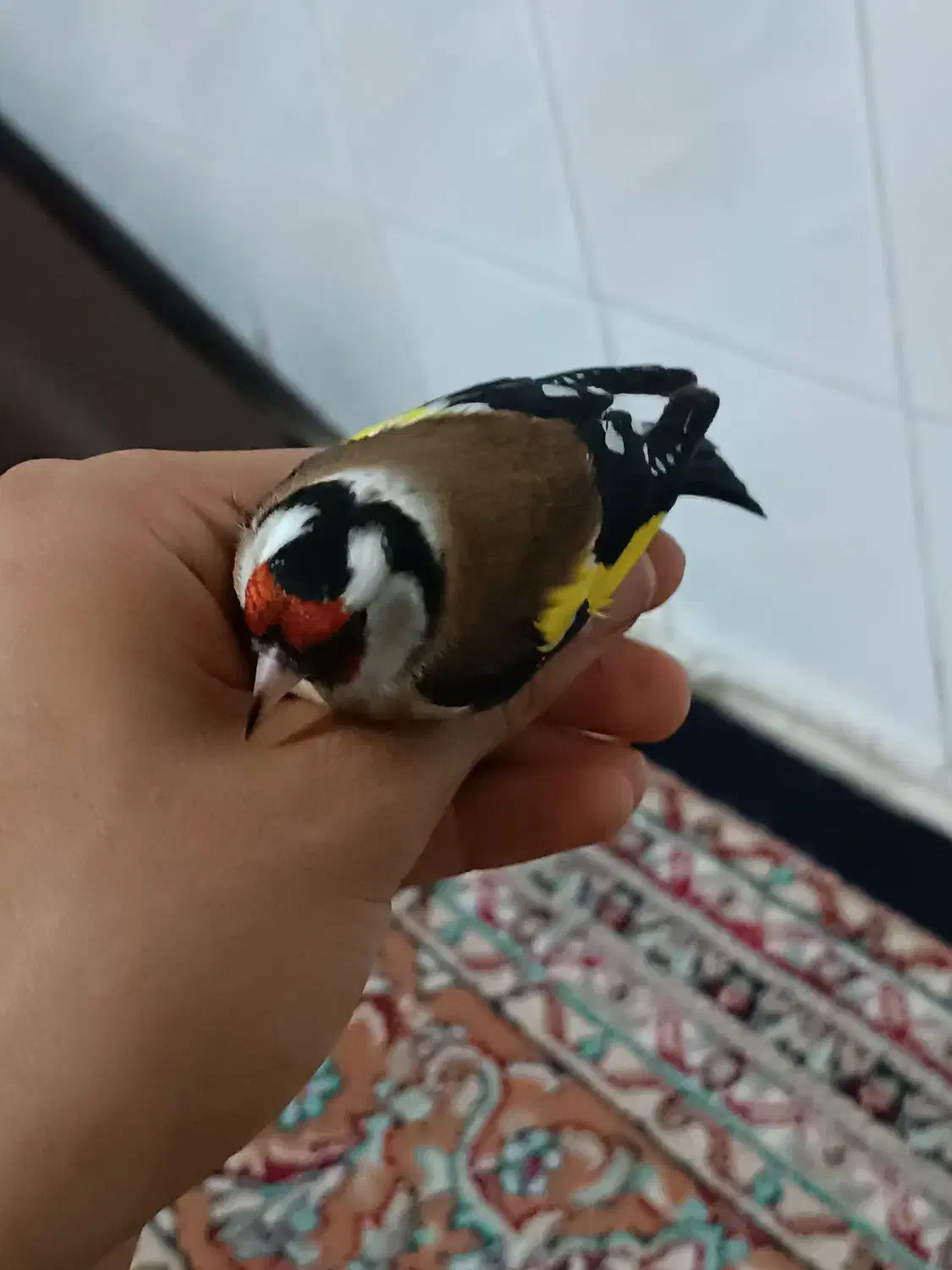 سهره نر درجه یک مهاجر روس|پرنده|ماهدشت, |دیوار