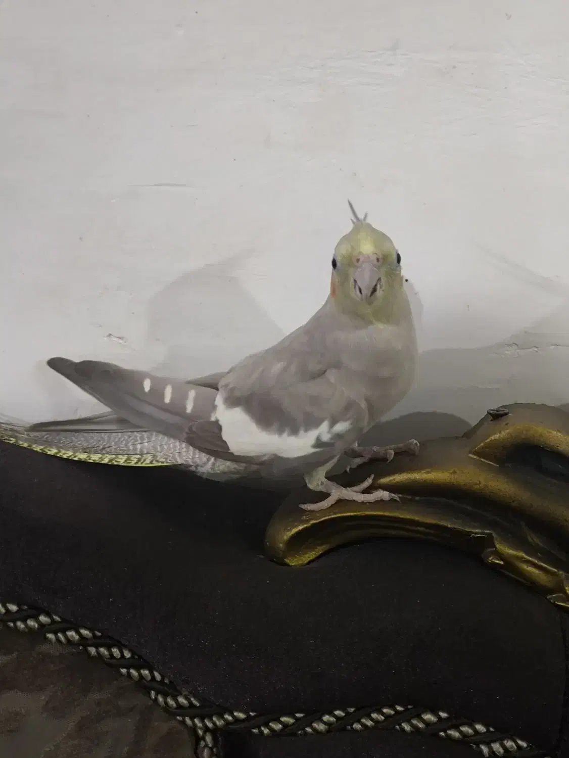 فروش عروس هلندی|پرنده|علیآباد کتول, |دیوار