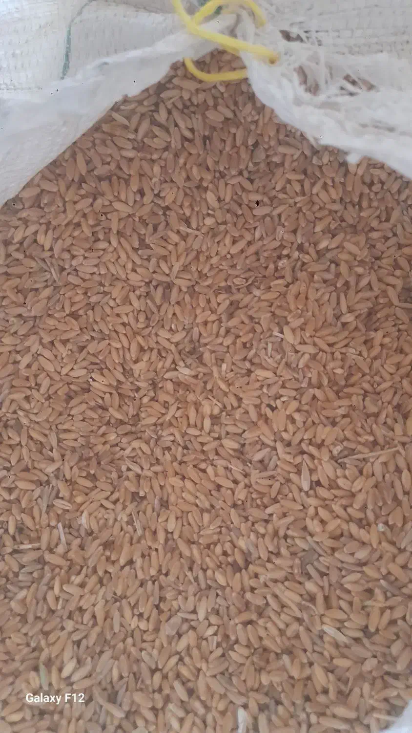 گندم دامی|حیوانات مزرعه|داران, |دیوار