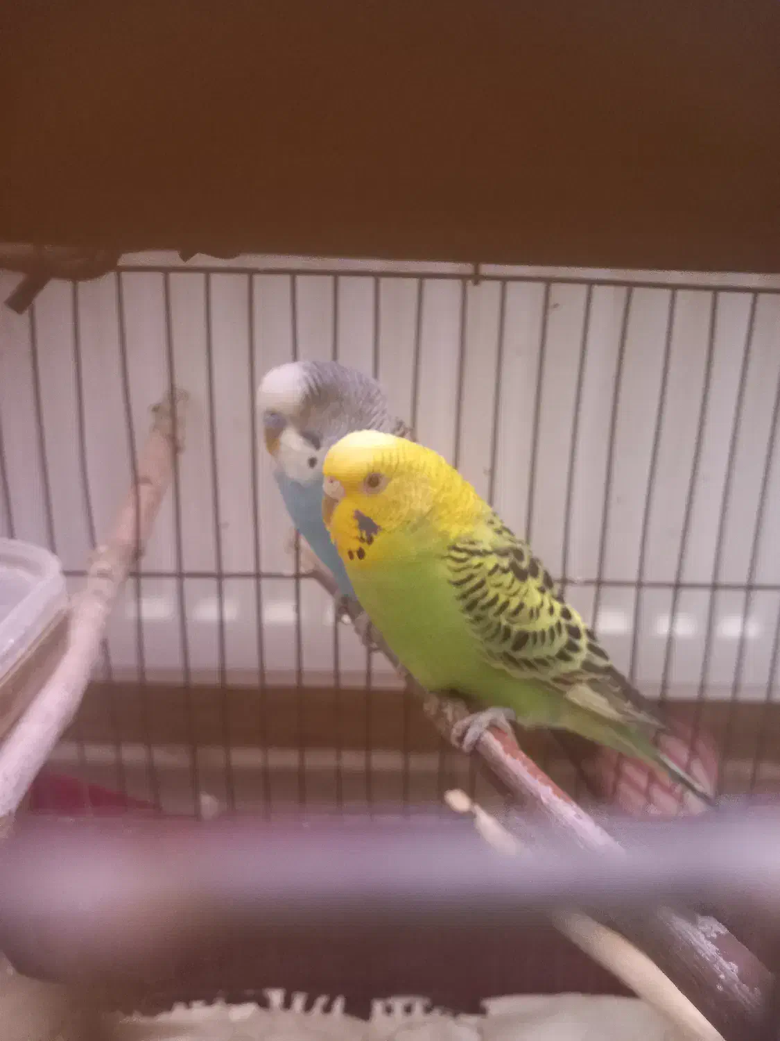 یک جفت مرغ عشق سالم وجوان وبالغ۴۵۰ تومان|پرنده|دماوند, مسکن مهر گیلاوند|دیوار