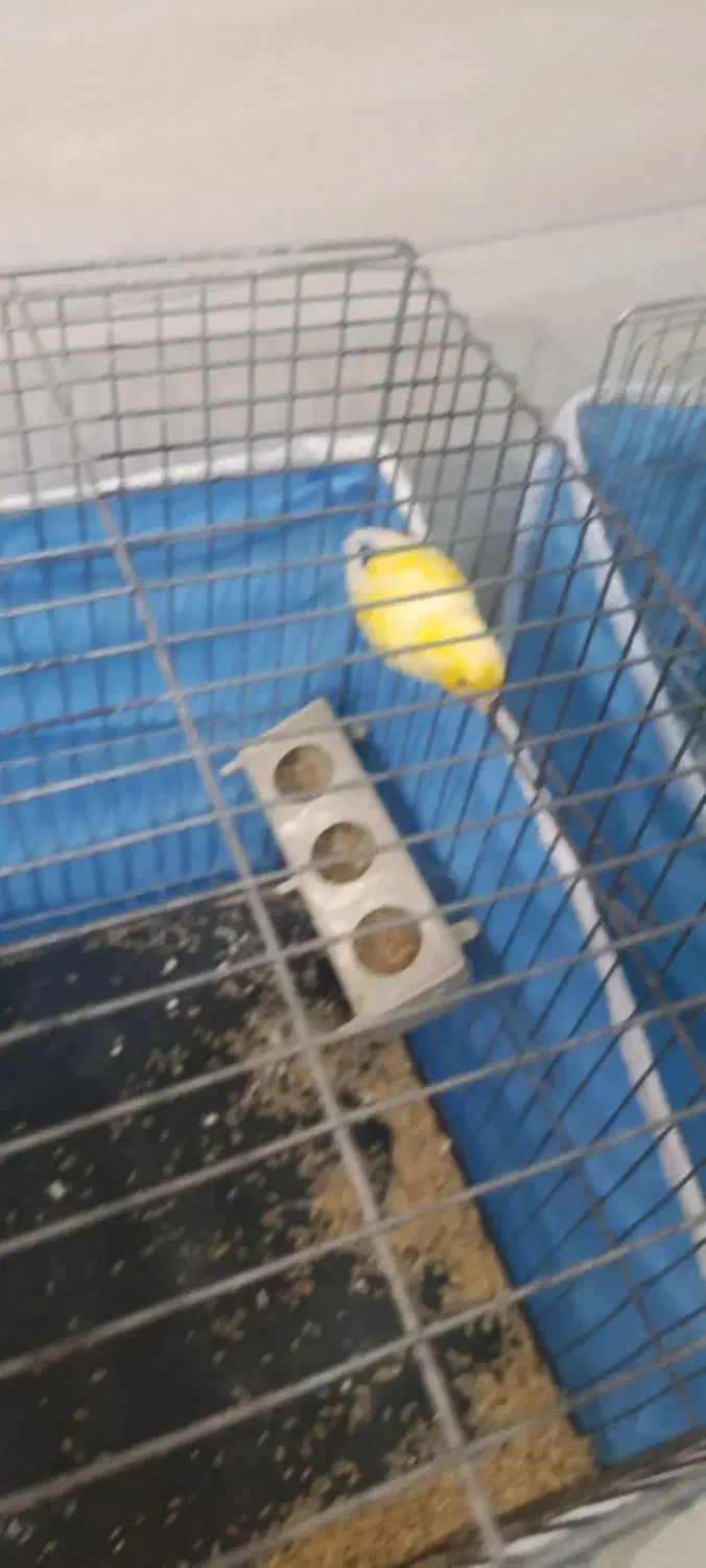 قناری دو عدد نر مست عالی|پرنده|شیراز, سلطان آباد|دیوار