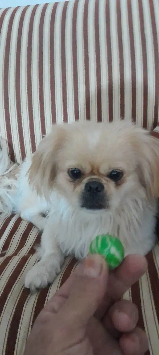 سگ پیکنز نر|سگ|قزوین, |دیوار