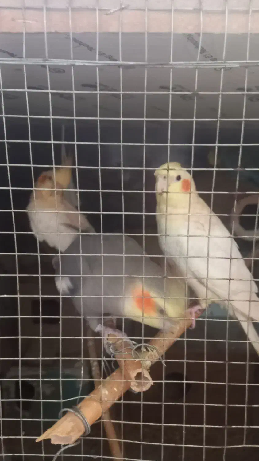 10000|پرنده|علیآباد کتول, |دیوار