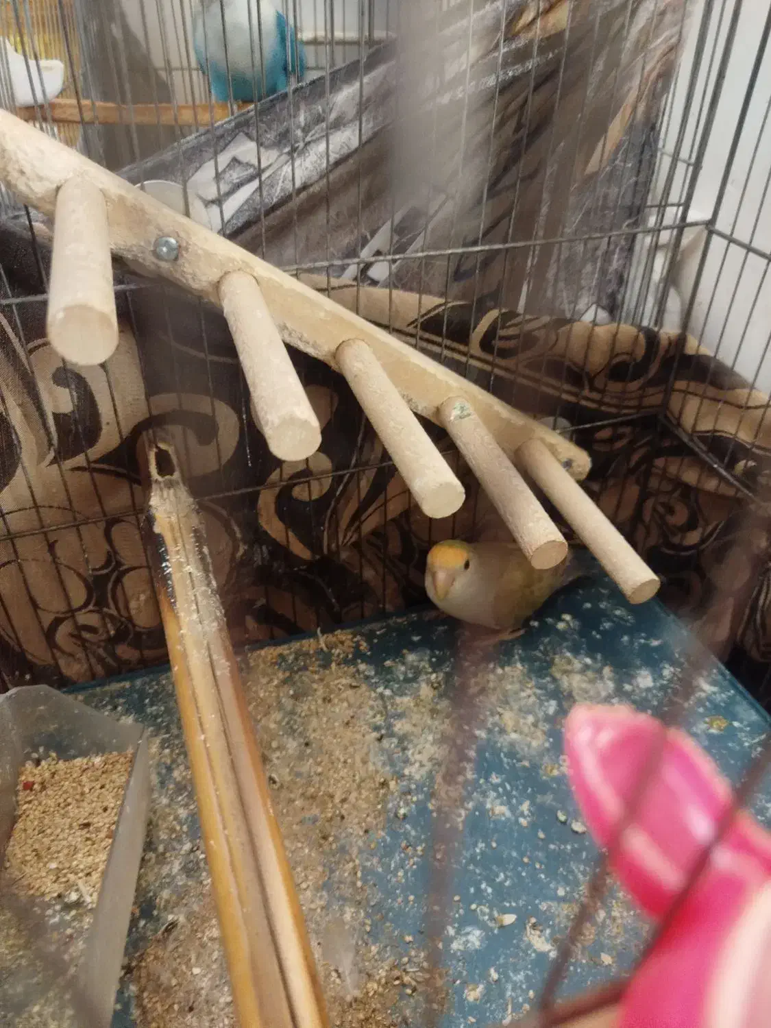 کوتوله ماده|پرنده|قم, انسجام|دیوار