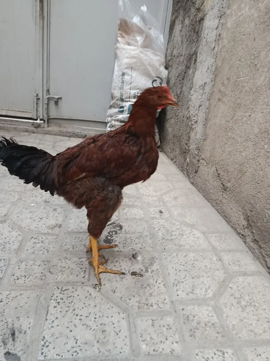 خروس محلی|حیوانات مزرعه|تهران, هفت چنار|دیوار