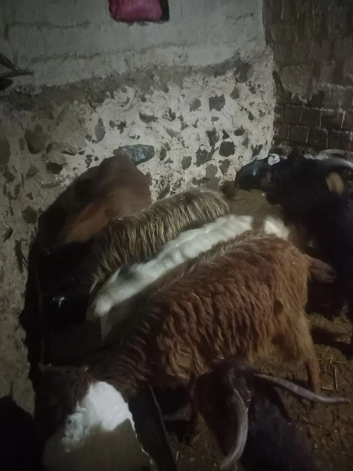 بز جوان|حیوانات مزرعه|چالدران, |دیوار