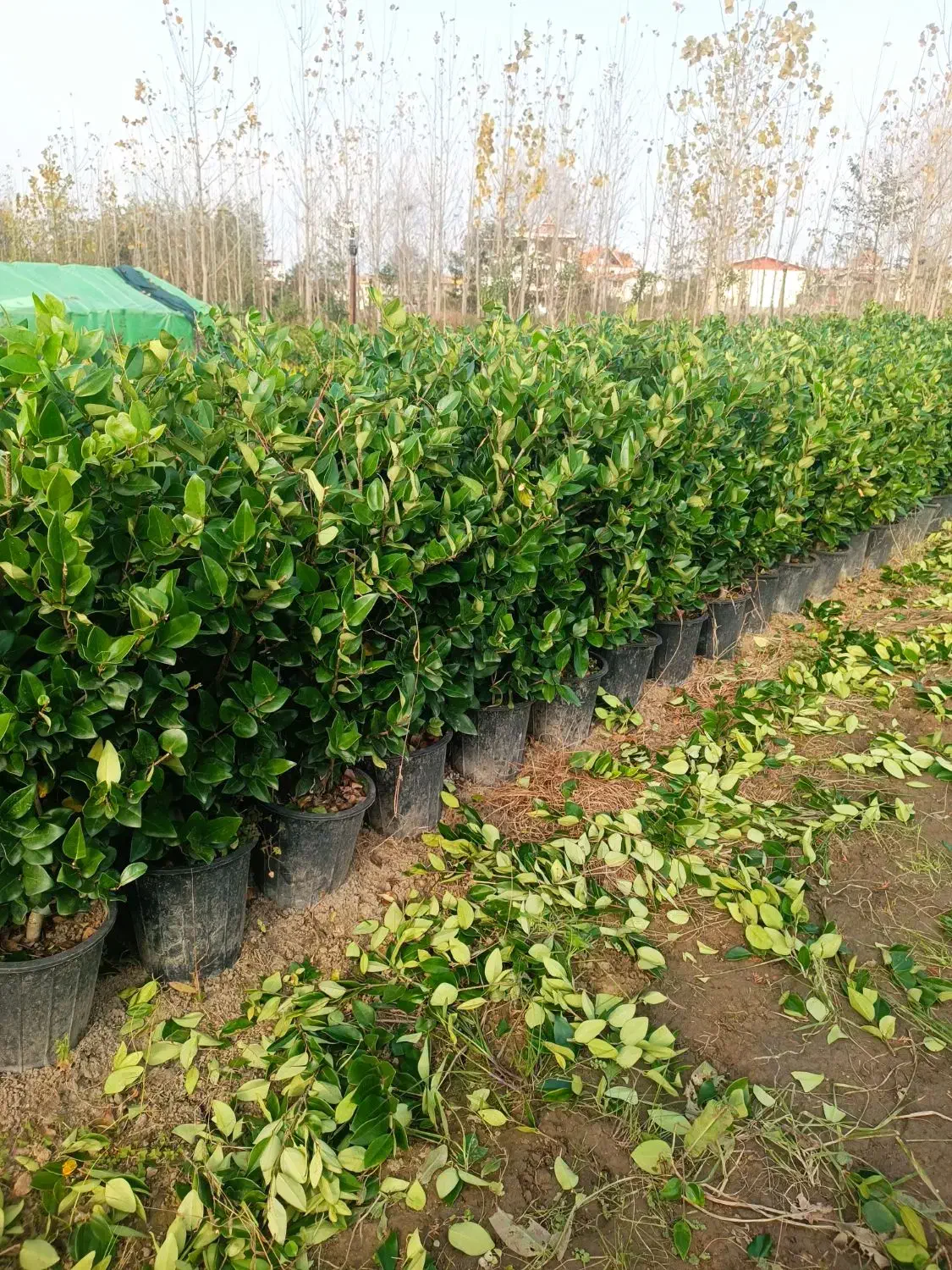 یاس هلندی سایز درشت پر|گل و گیاه طبیعی|رشت, پیرکلاچای|دیوار