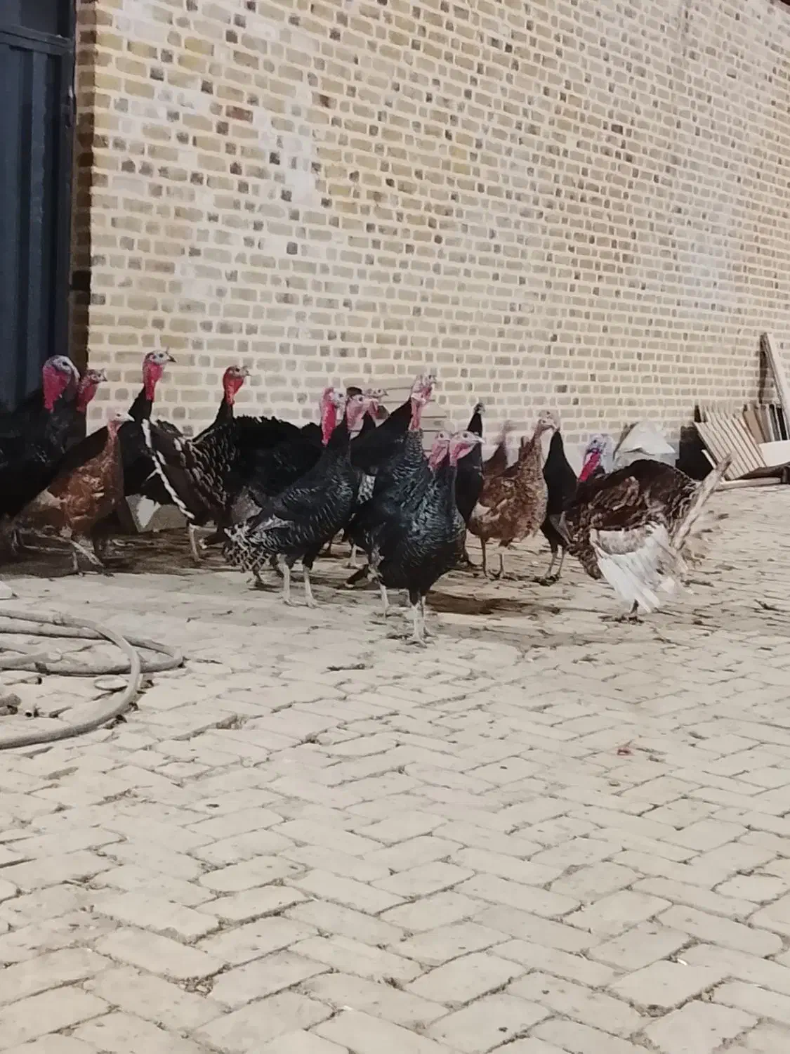 بوقلمون برنز انگلیسی|حیوانات مزرعه|اشتهارد, |دیوار