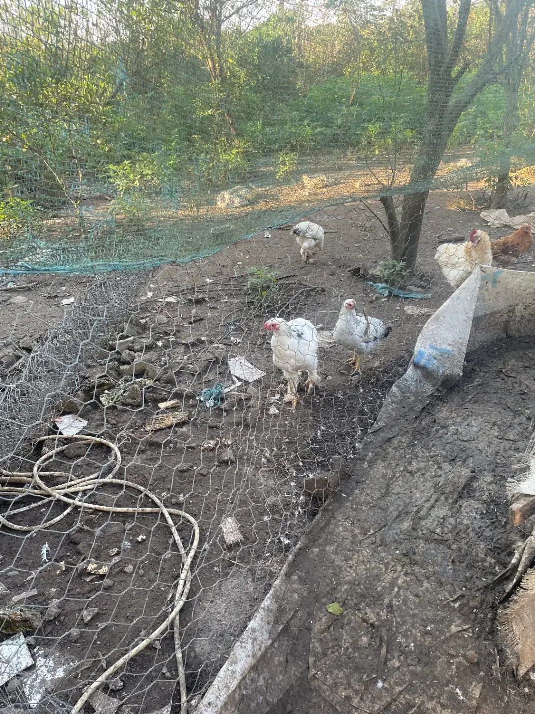 برهما|حیوانات مزرعه|لنگرود, |دیوار