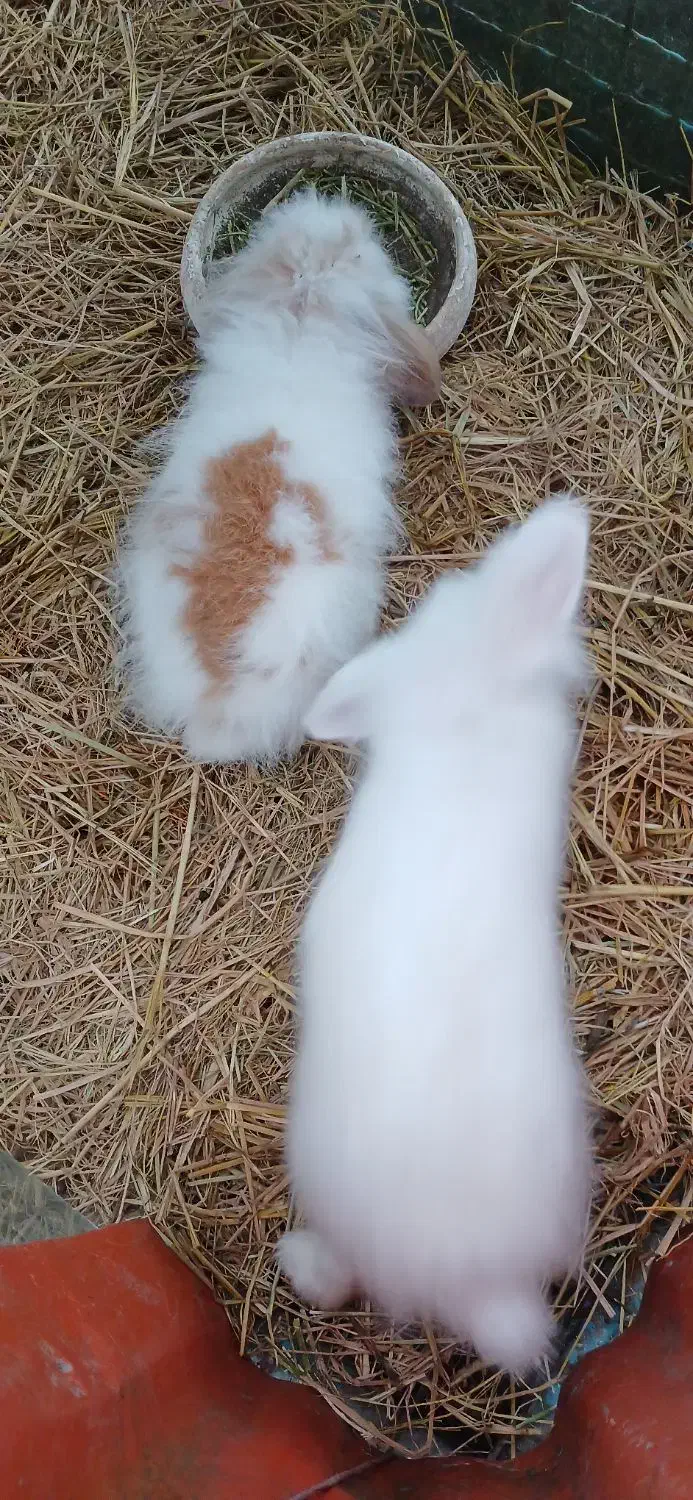 خرگوش پشمالو|موش و خرگوش|آستانه اشرفیه, |دیوار