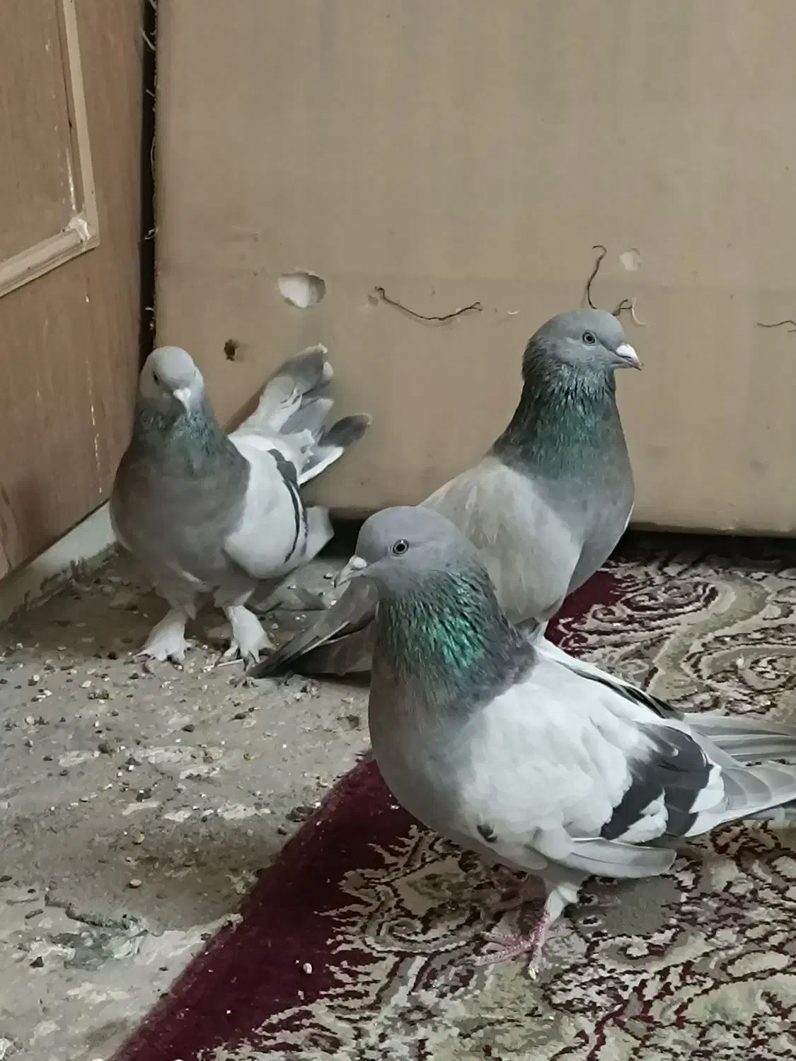 کبوتر نقره ای|پرنده|شهرکرد, |دیوار