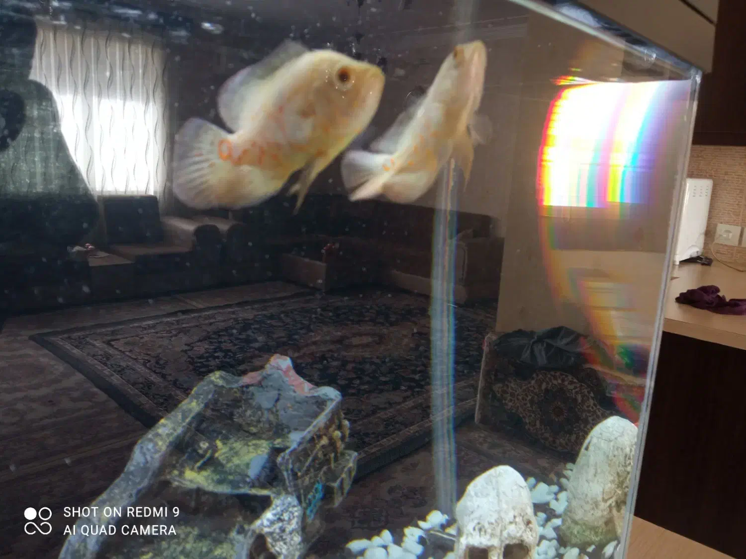 ماهی اسکار آلبینو و لجنخار اسپرت.|ماهی|بیجار, |دیوار