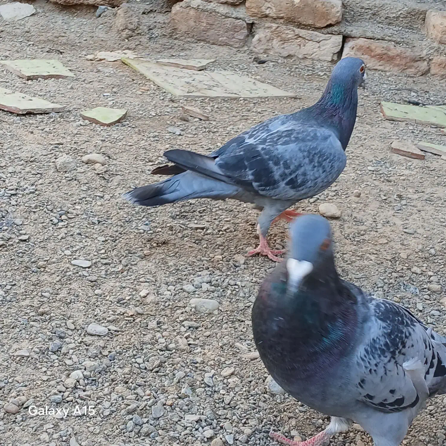 جفت کبوتر نر ماده|پرنده|زابل, |دیوار