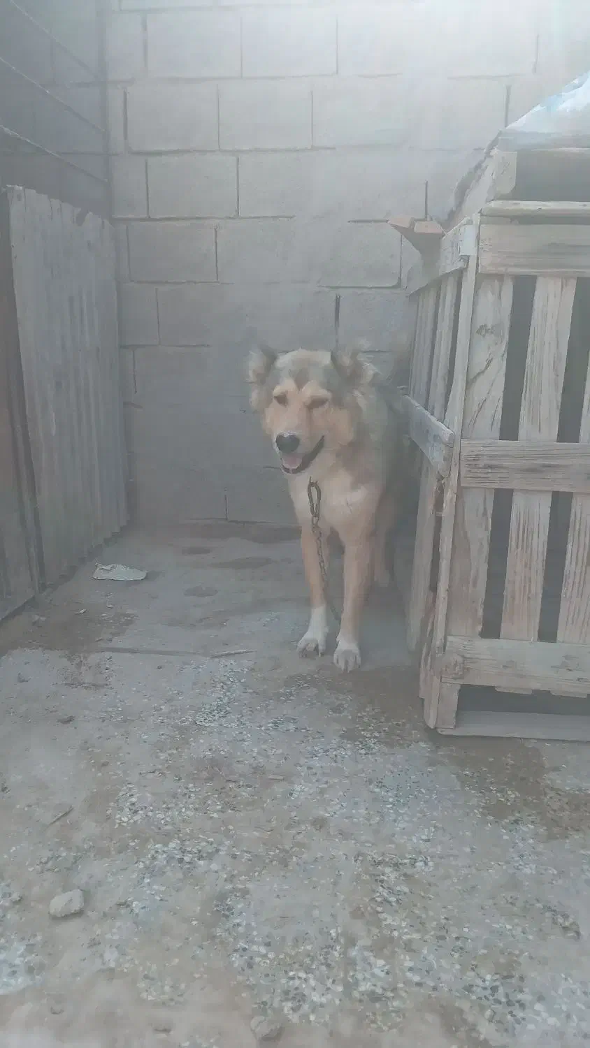 واگذاری سگ گله ای|سگ|بندر گناوه, |دیوار