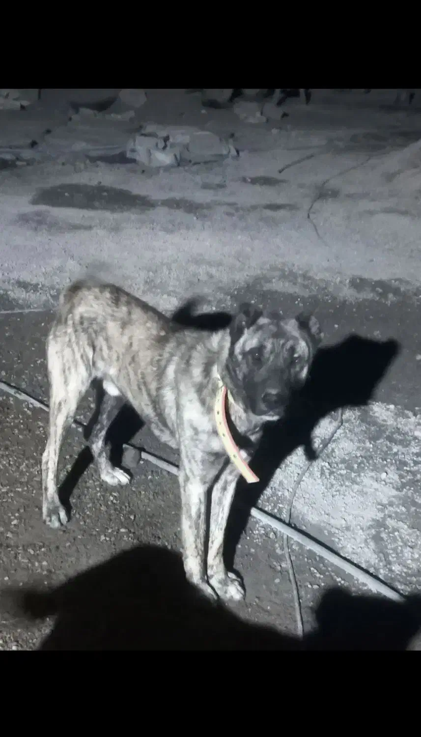 سگ نرافغان وماده سرابی|سگ|هیر, |دیوار