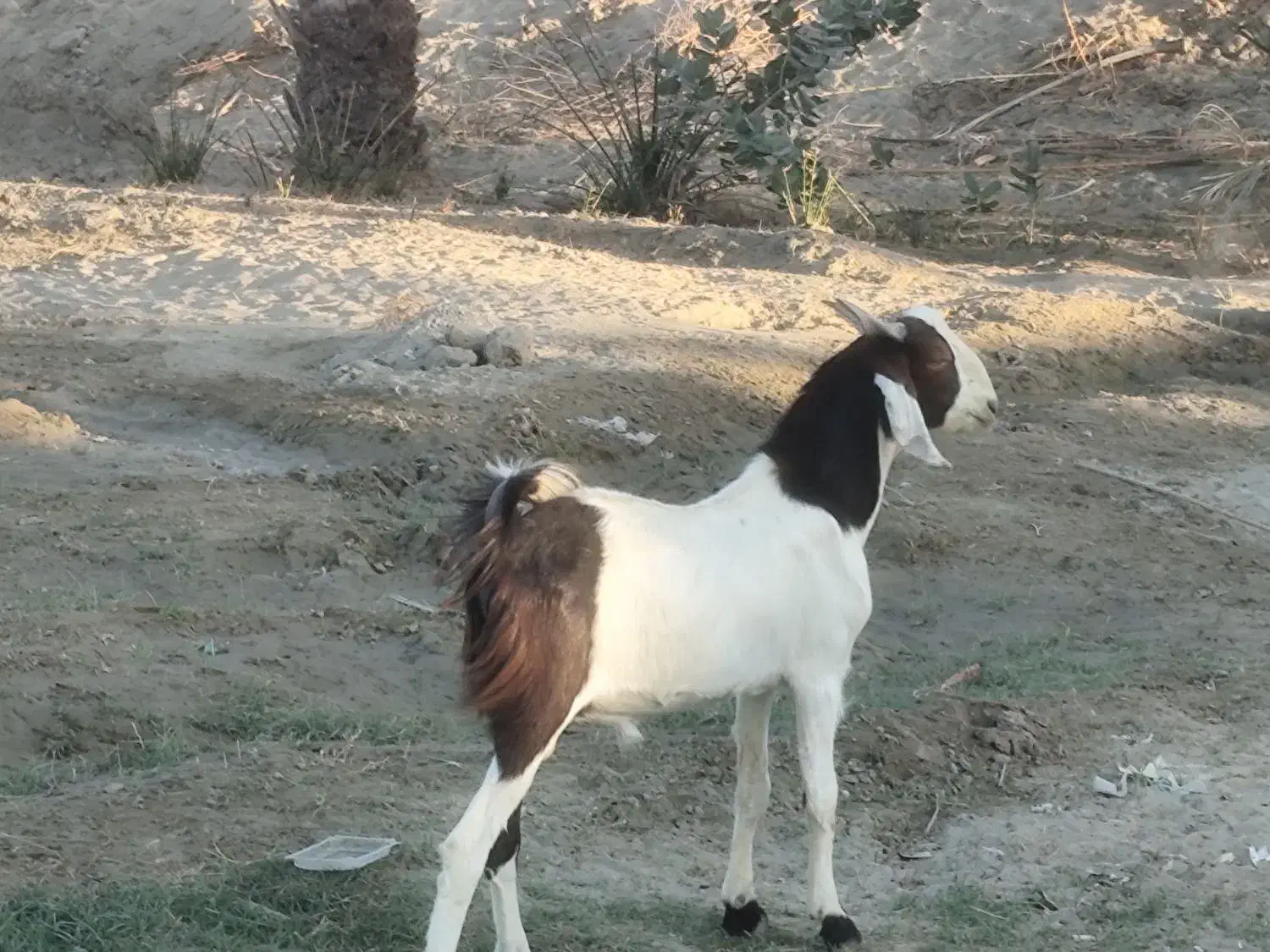 بز نر داشتی و گوشتی نسل دوقلو پاکستانی|حیوانات مزرعه|نیک شهر, |دیوار