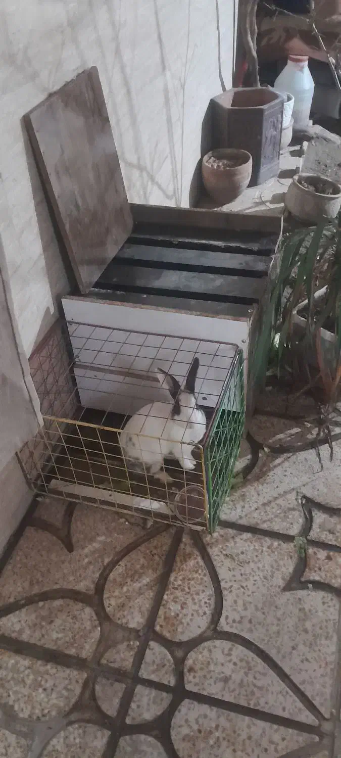 خرگوش خانگی|موش و خرگوش|رباط‌کریم, الارد|دیوار