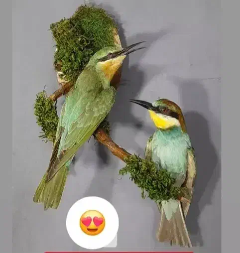 مجسمه|مجسمه، تندیس، ماکت|کرمانشاه, |دیوار