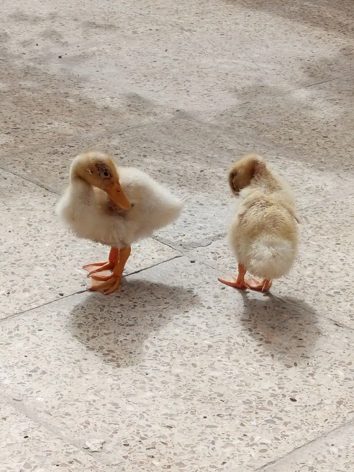 اردک|حیوانات مزرعه|میناب, |دیوار