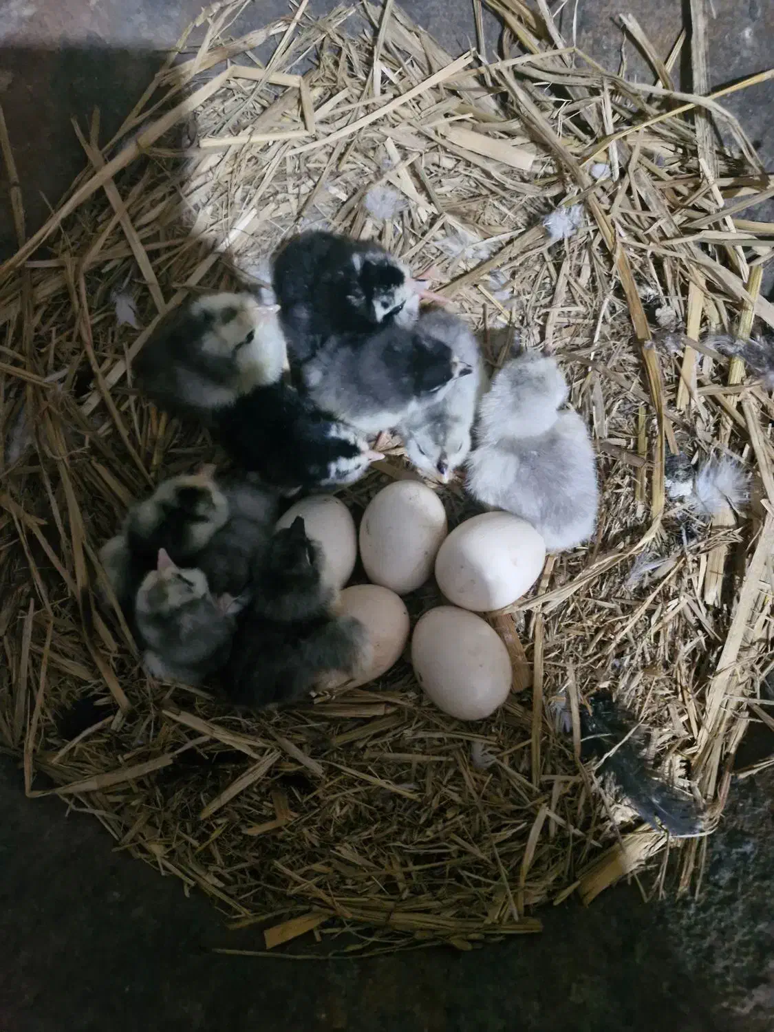 تخم مرغ گلین نطفه دار عشایری|حیوانات مزرعه|خمینیشهر, |دیوار