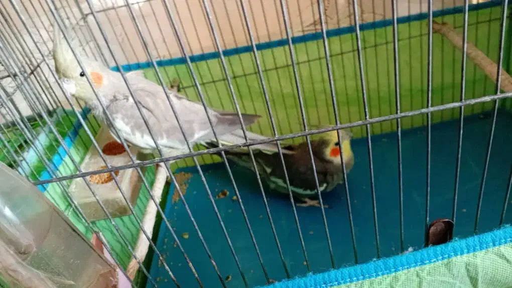 فروش ۲ جفت عروس هلندی|پرنده|دره شهر, |دیوار