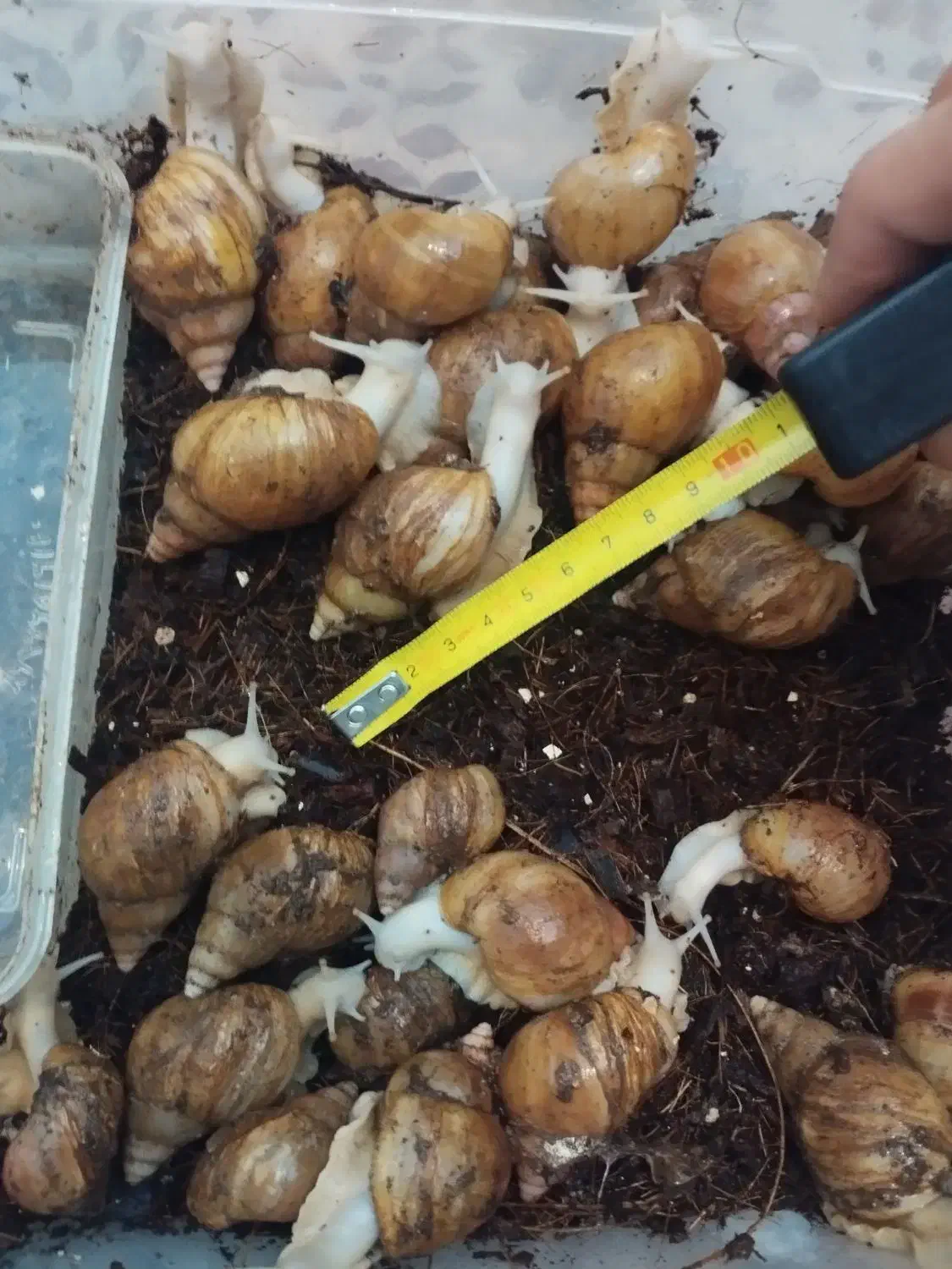 حراج حلزون آلبینو|خزنده|تهران, هفده شهریور|دیوار