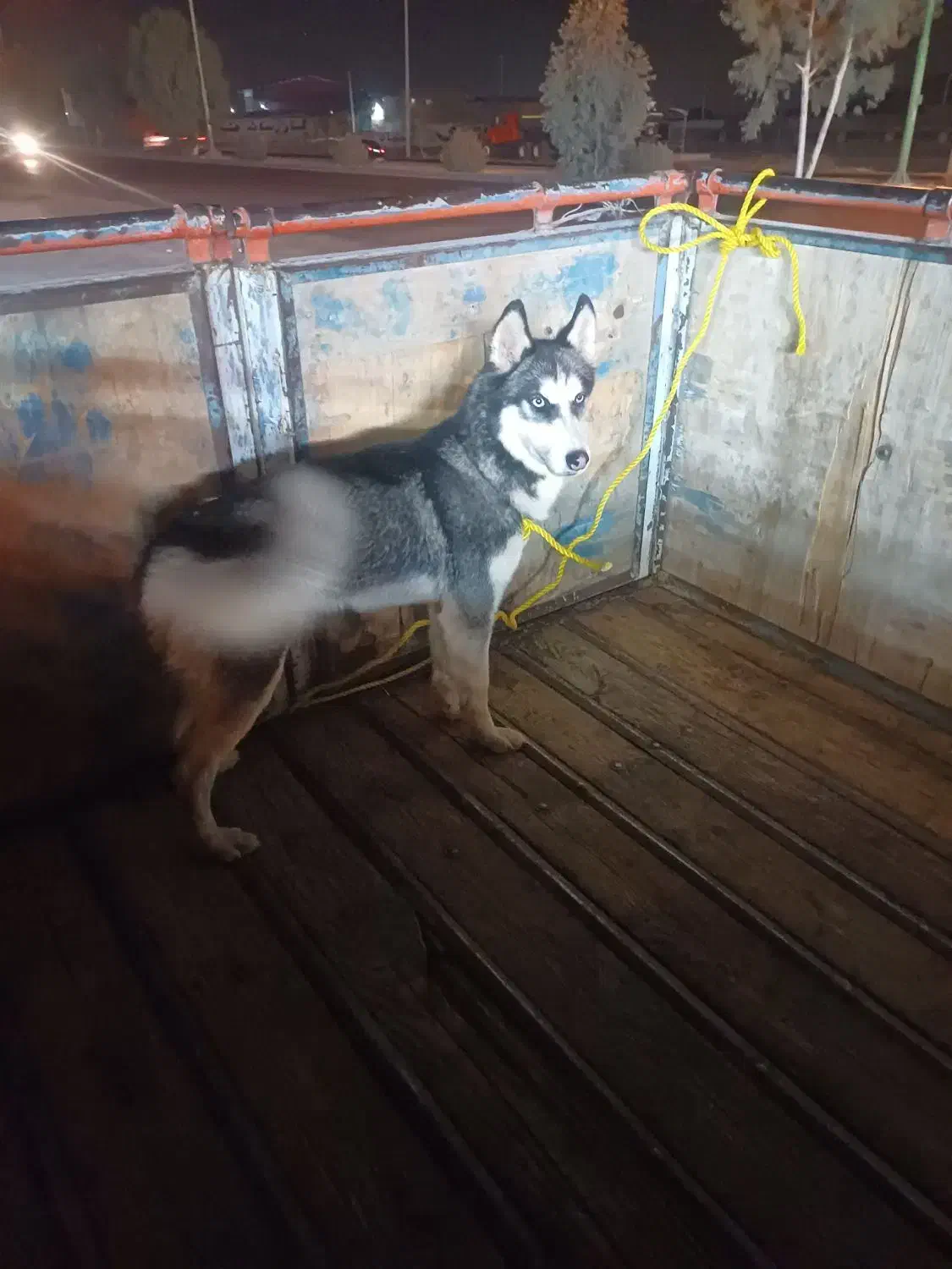 یک هاسکی نر حرف گوش کن|سگ|جیرفت, |دیوار