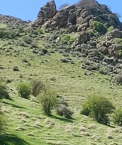 هرس کردن و بریدن درخت|خدمات باغبانی و درختکاری|سنندج, |دیوار