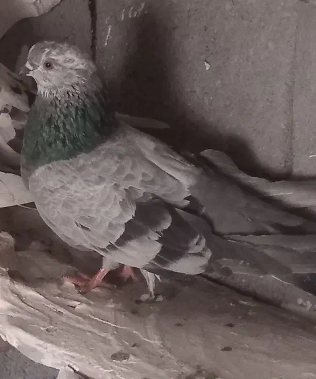 کبوتر اویناخ|پرنده|ملکان, |دیوار