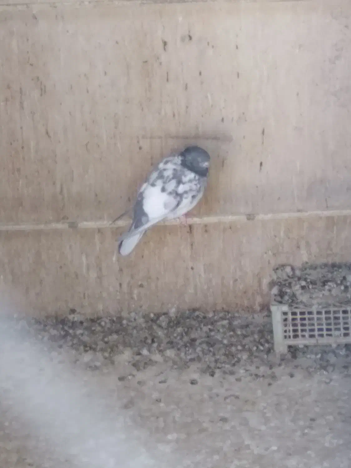 کبوتر|پرنده|قم, شاه سید علی|دیوار