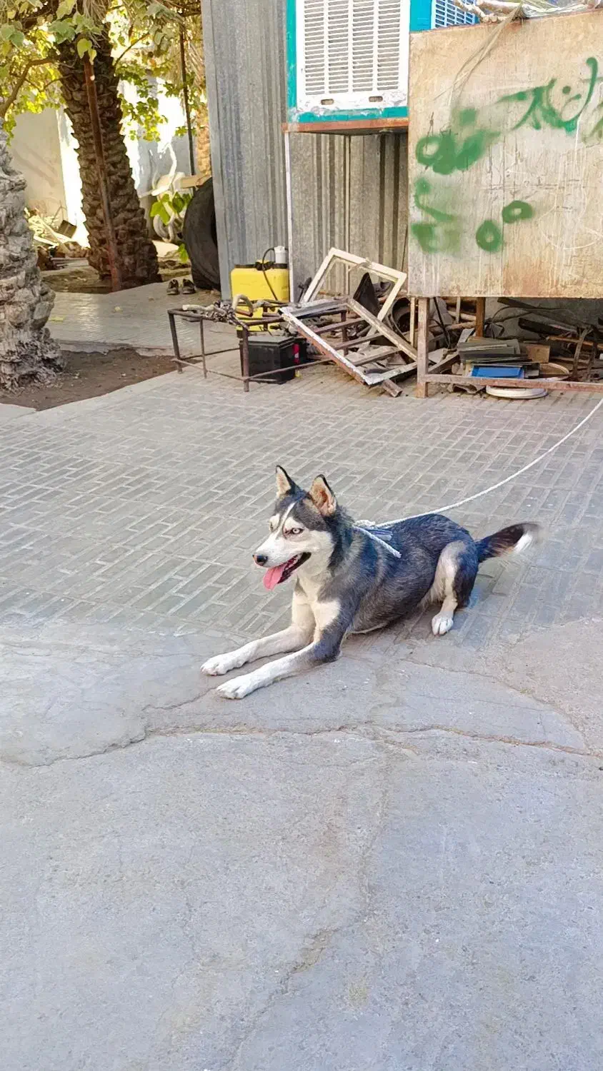 آگهی|سگ|بم, |دیوار