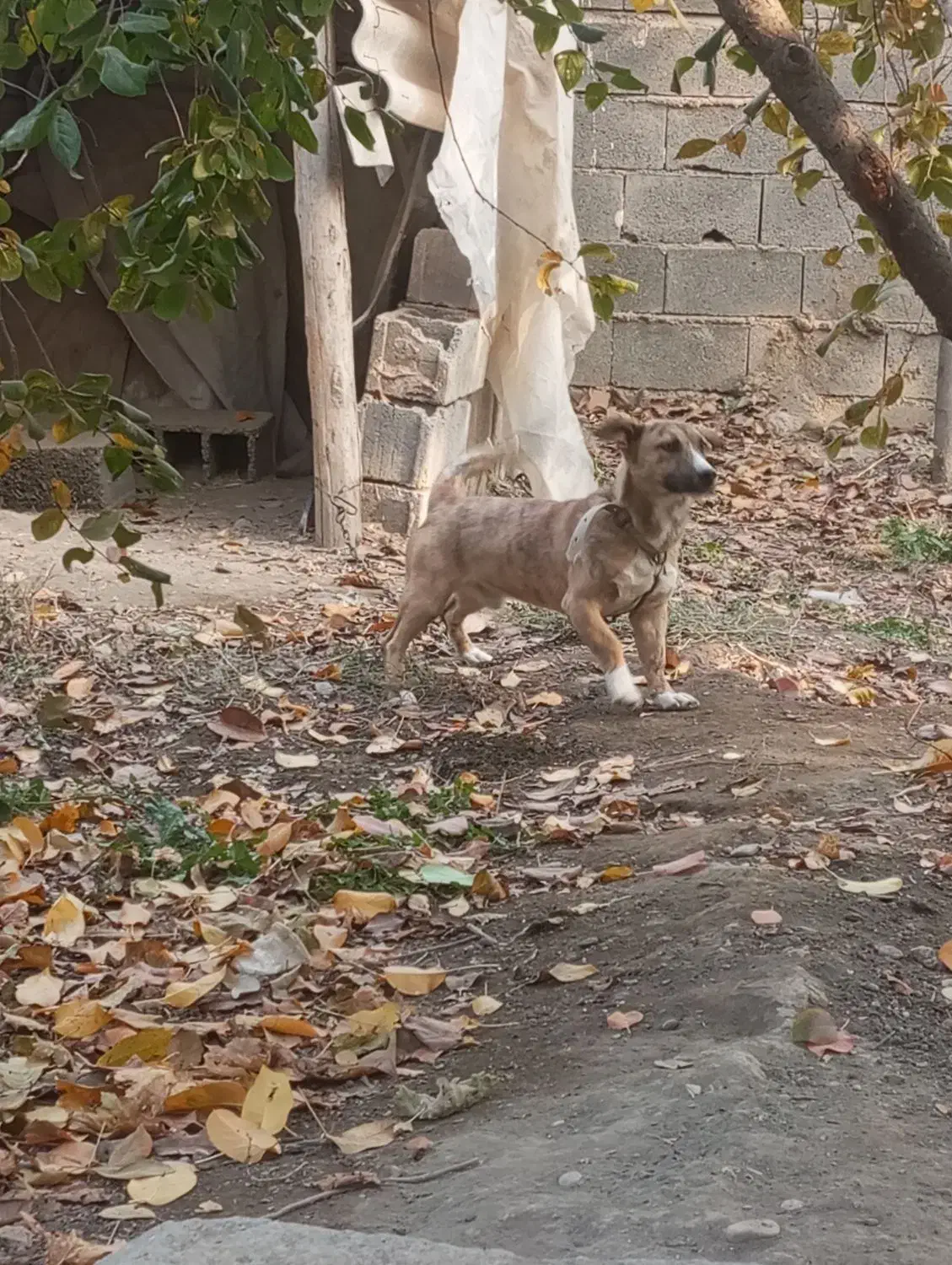 سگ نر و ماده|سگ|چناران, |دیوار