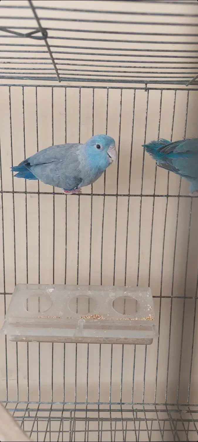 پروتلت|پرنده|تهران, هفت حوض|دیوار