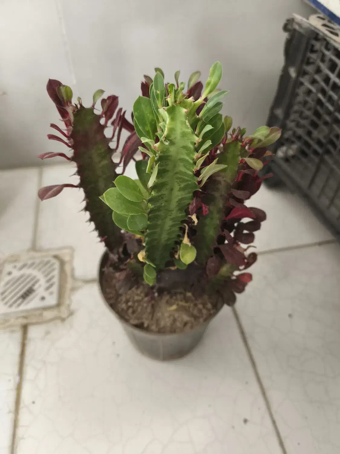 افوربیا دو رنگ|گل و گیاه طبیعی|ری, هاشم‌آباد|دیوار