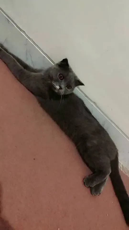 گربه اسکاتیش ماده|گربه|ارومیه, |دیوار