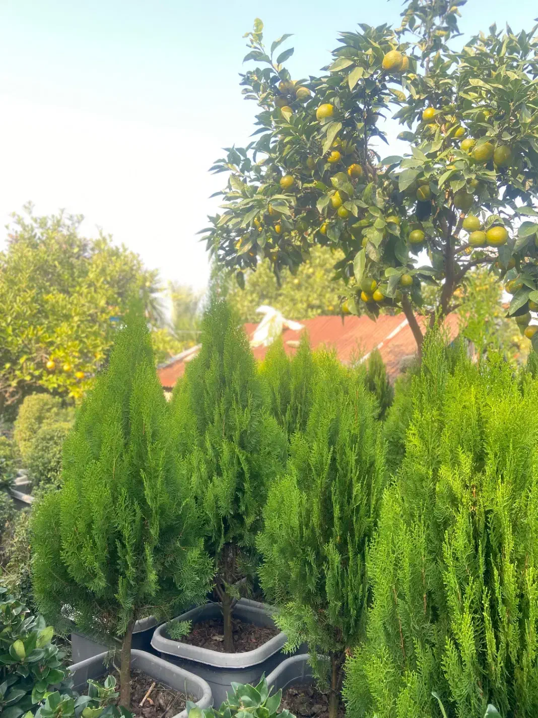 گلهای فضای سبز|گل و گیاه طبیعی|واجارگاه, |دیوار