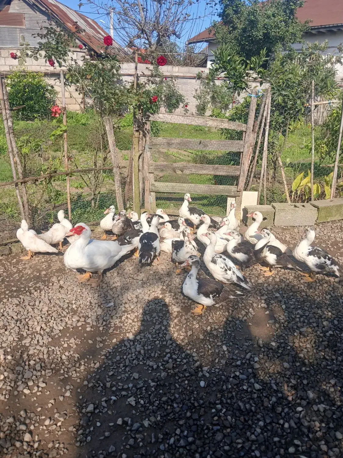 اردک اسرائیلی|حیوانات مزرعه|شلمان, |دیوار