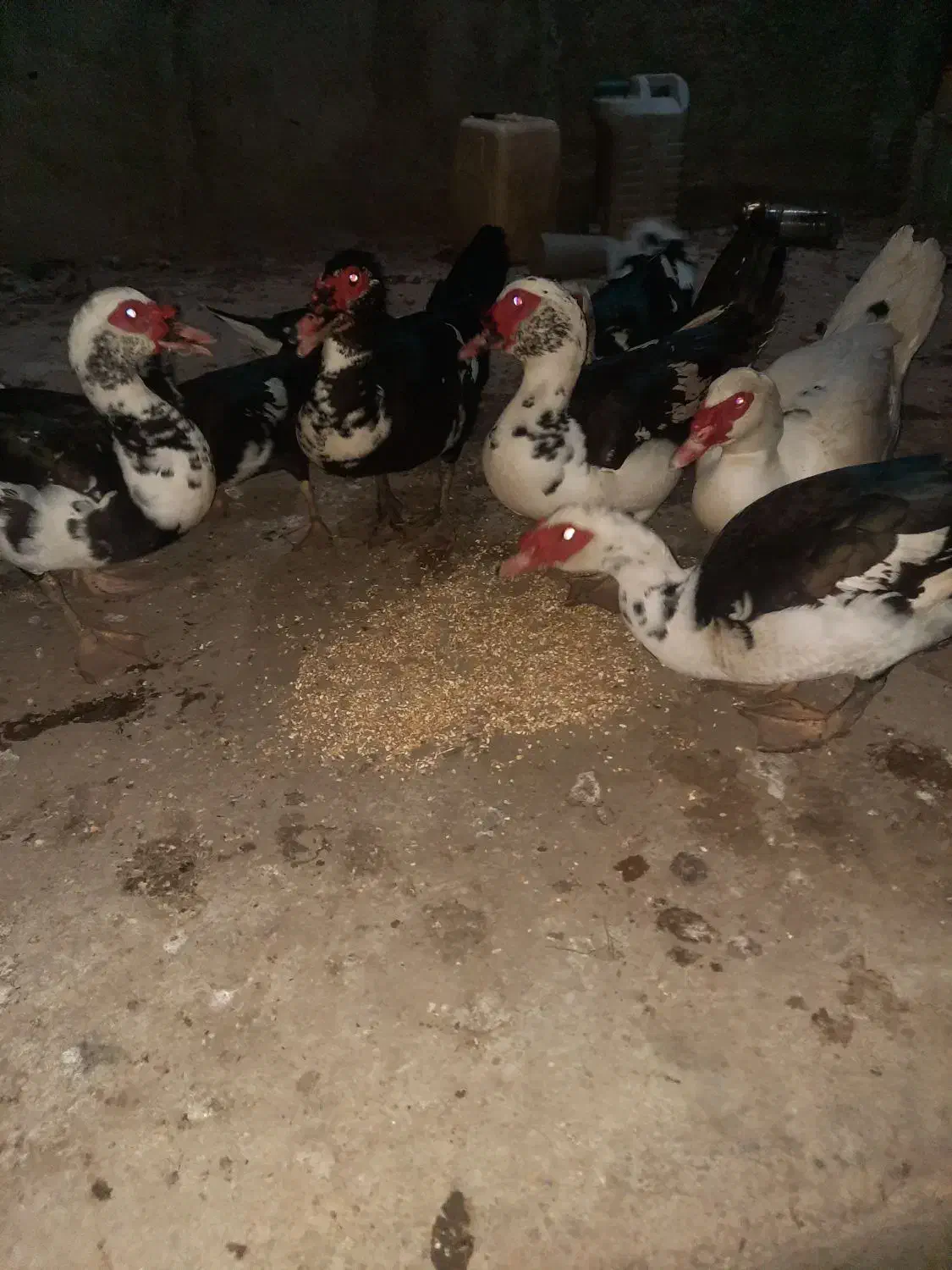 فروش گله اردک خارجی نر وماده درشت|حیوانات مزرعه|ساری, |دیوار