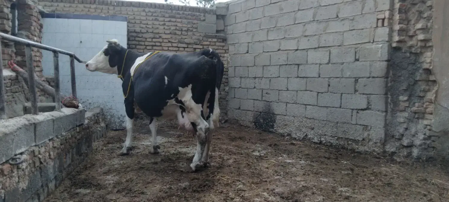 گاو|حیوانات مزرعه|میاندوآب, |دیوار