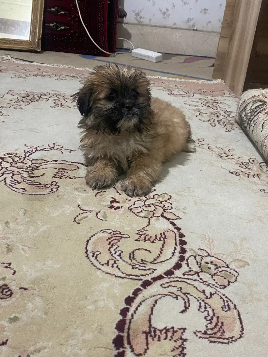 فوری فوری شاه توله پیکینیز|سگ|شهریار, اسدآباد|دیوار