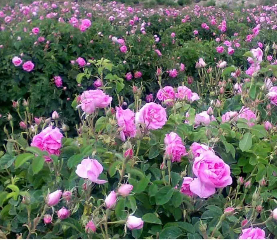 گل محمدی|گل و گیاه طبیعی|قائن, |دیوار