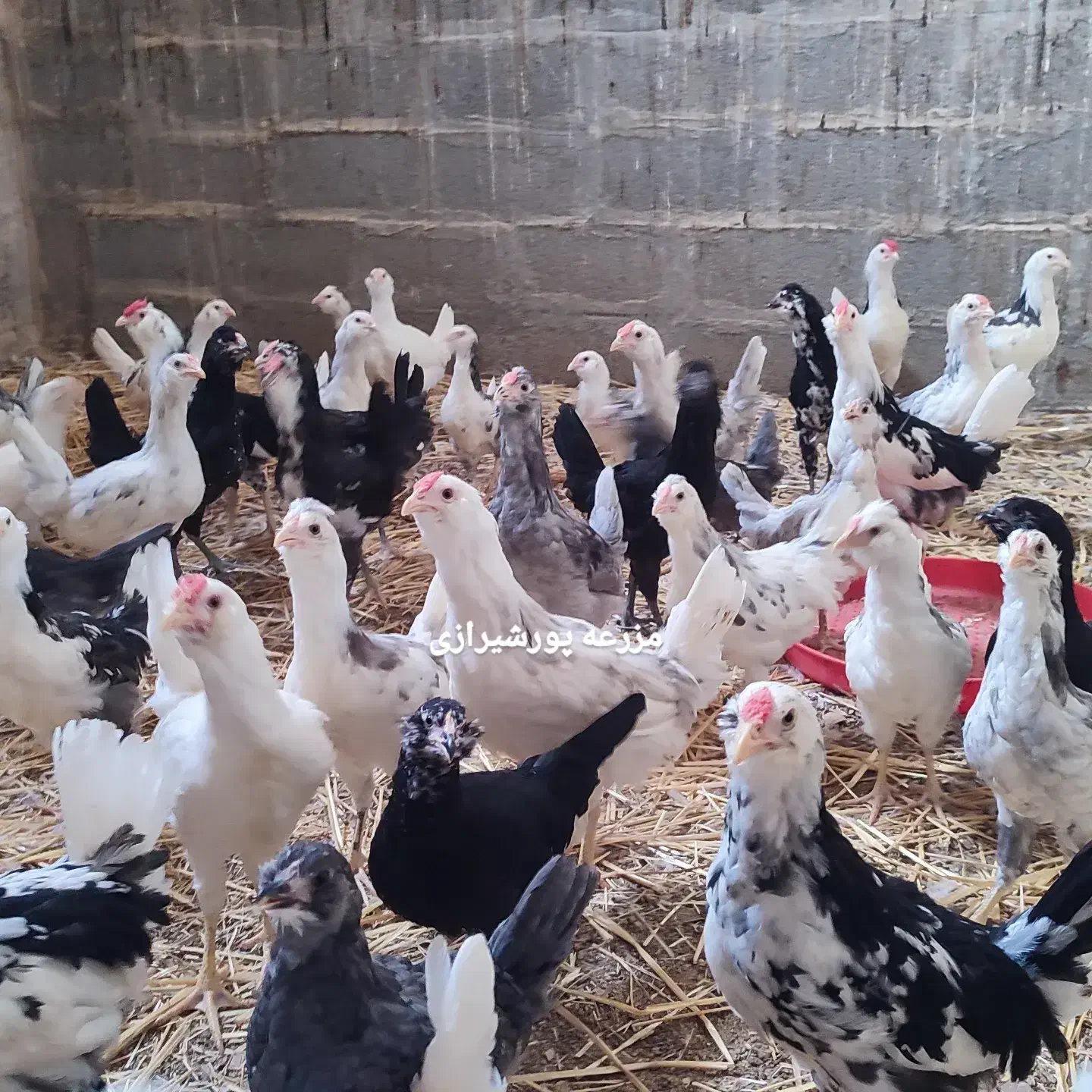 جوجه گلین لری چهلتاج ریش اصل|حیوانات مزرعه|جوادآباد, |دیوار