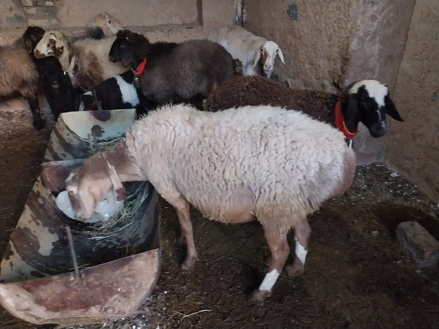 ۵ راس میش .۲راس قوچ .|حیوانات مزرعه|مبارکه, |دیوار