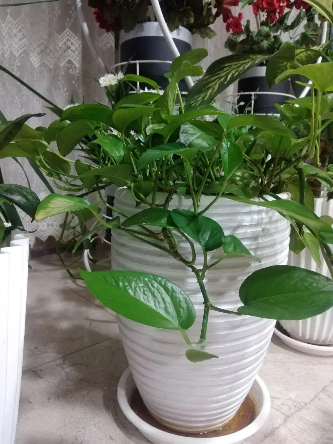 گل طبیعی|گل و گیاه طبیعی|شاهین‌شهر, فردوسی|دیوار