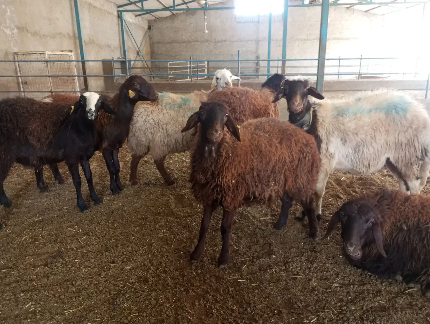 میش وبره|حیوانات مزرعه|مشهد, شمس آباد|دیوار