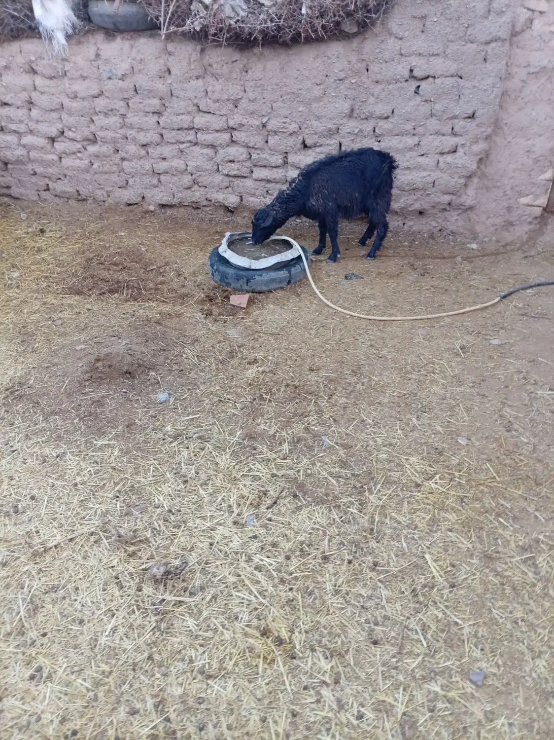 بز زاییده|حیوانات مزرعه|درمیان, |دیوار